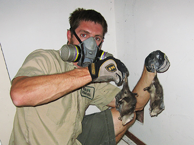 Des Moines dead animal